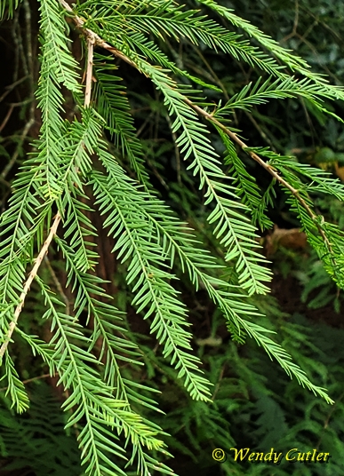 {Taxodium distichum}